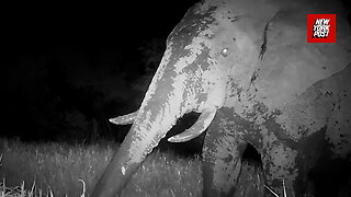 Extremely rare 'Ghost Elephant' captured on remote park camera in West Africa