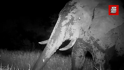 Extremely rare 'Ghost Elephant' captured on remote park camera in West Africa