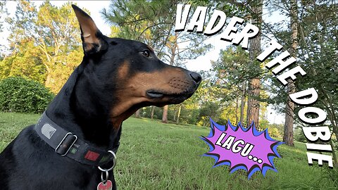 Doberman Morning Mayhem ☀️ | First Time Using 2 GoPros… and I Forgot To Turn One On 🤦‍♂️😂