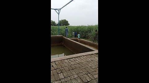 sogar can 100% pure crop life in Pakistan sogar can crop
