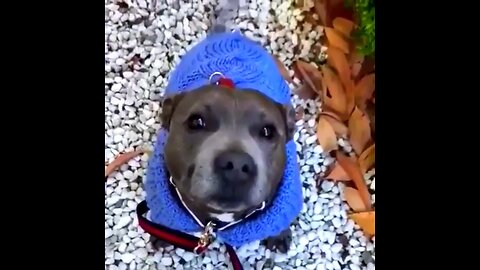 my dog is good 🐕😍#funnydog, #dogfails,