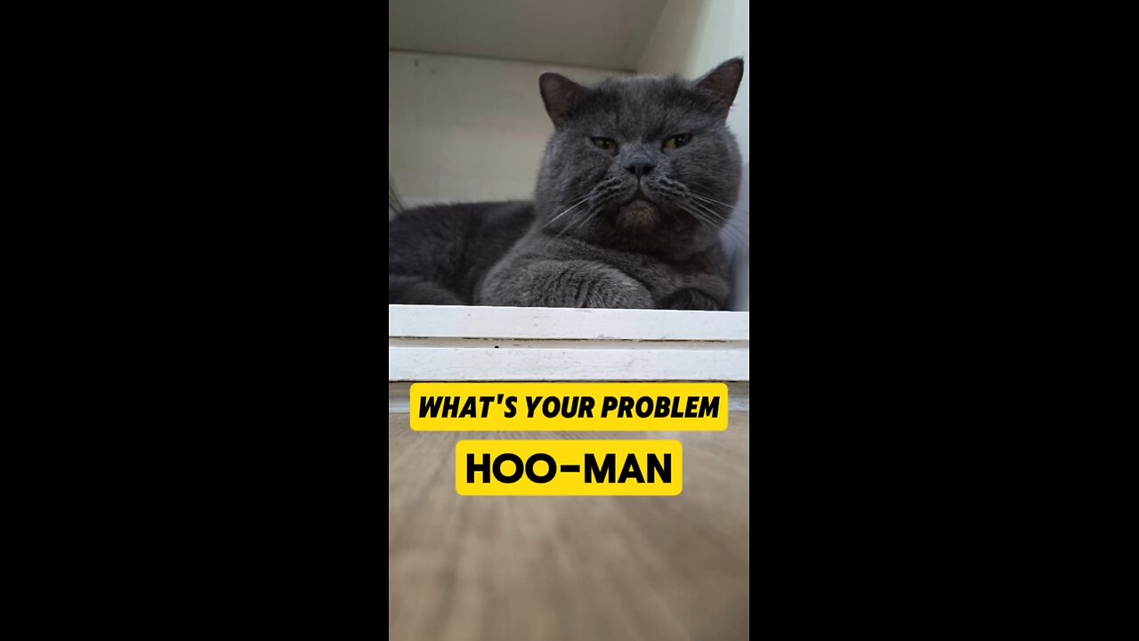 What’s your problem hoo-man? #kitty #cat