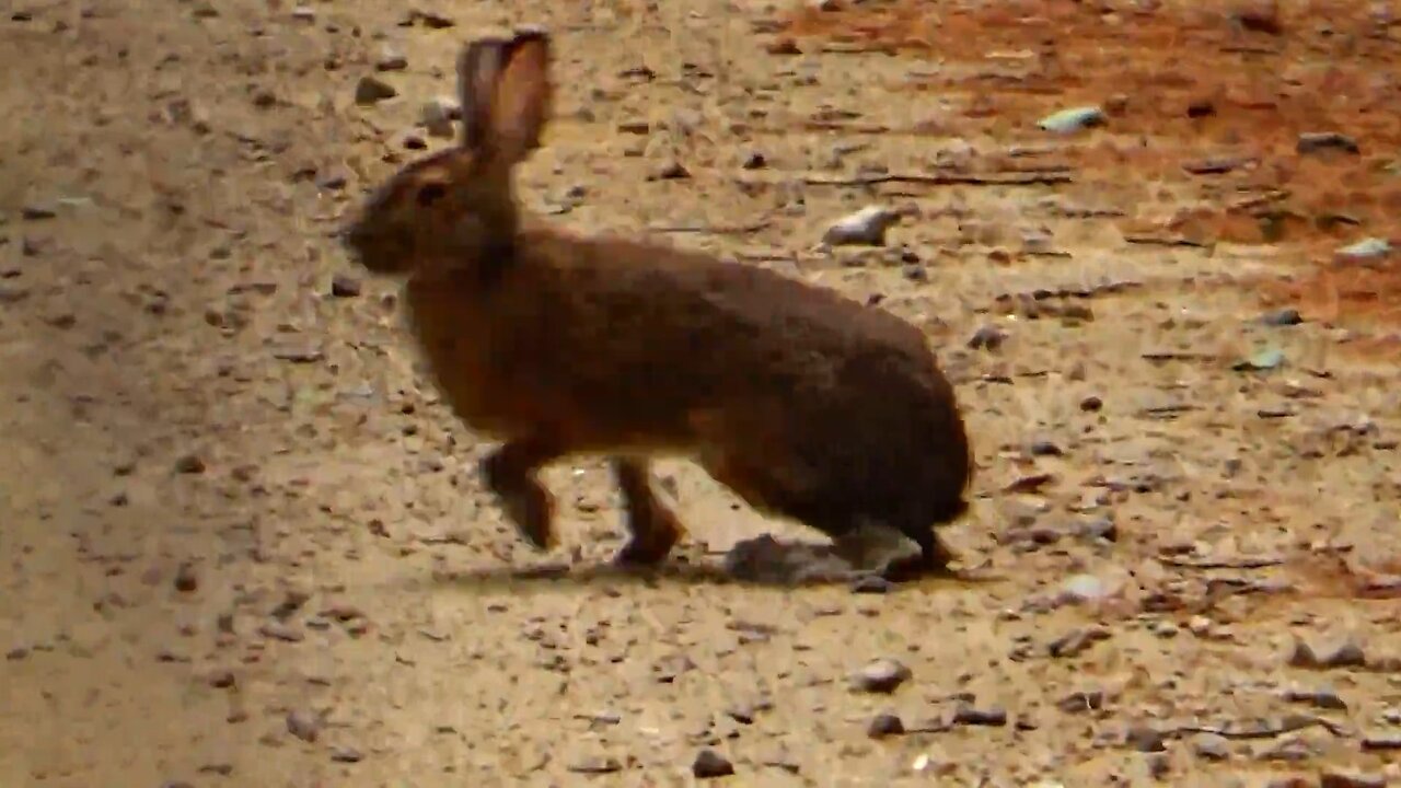 Hare