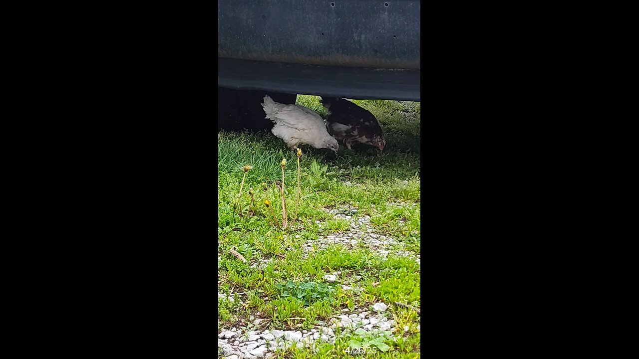 The juveniles meet the flock, sort of.