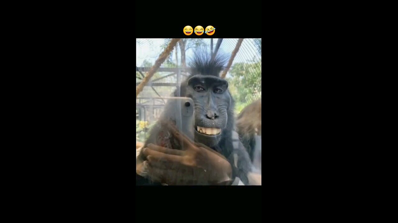 funny funnyvideos ccfl7