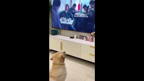 funny dog