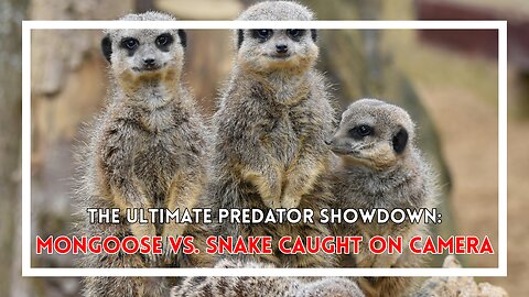 The Ultimate Predator Showdown: Mongoose vs. Snake Caught on Camera