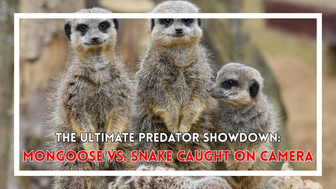 The Ultimate Predator Showdown: Mongoose vs. Snake Caught on Camera