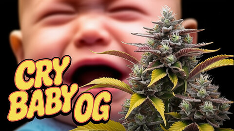 Who's Crying? JK DISTRO • CRY BABY OG