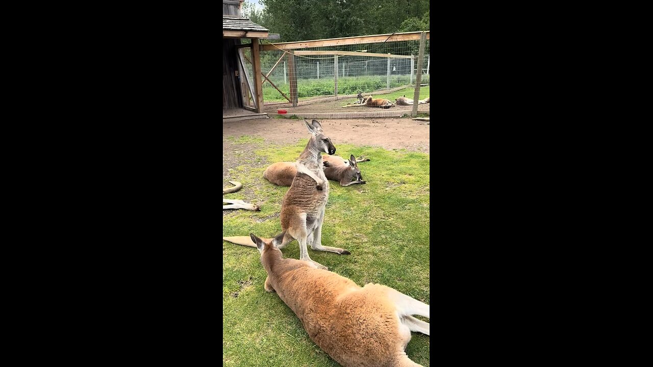 Kangaroo 🦘