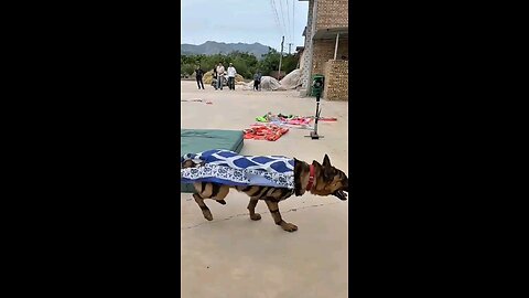 Very strong dog
