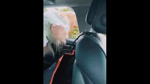 This is not stealing🐕🙀😂