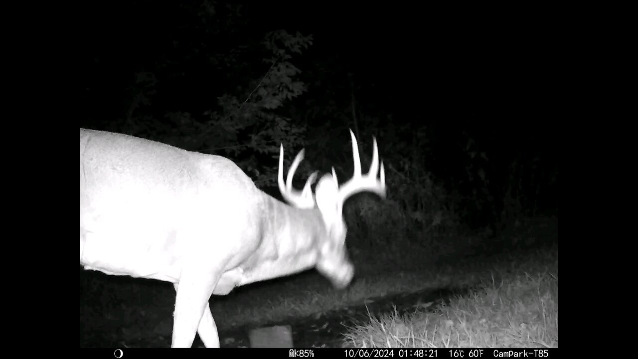 Deer Cam Bucks Taken On Various Dates