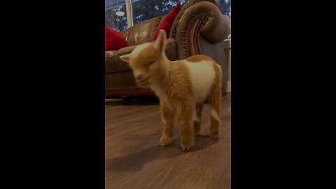 # Cute 🥰 little goat baby 🐐😍 Videos