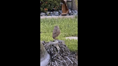 Baby Burrowing Owls Day 51 Out! | 4K