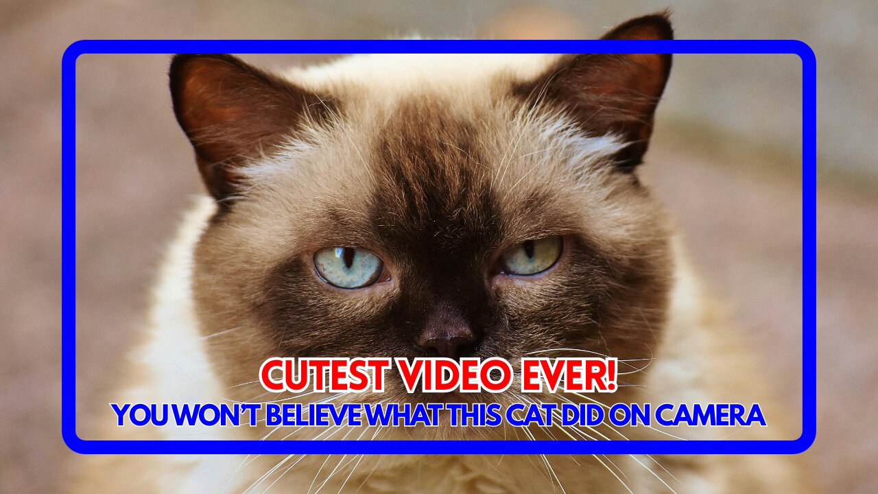 You Won’t Believe What This Cat Did on Camera – Cutest Video Ever!