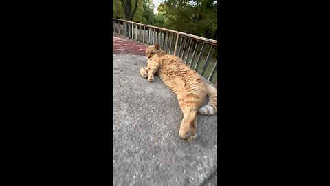 Cat in nature.