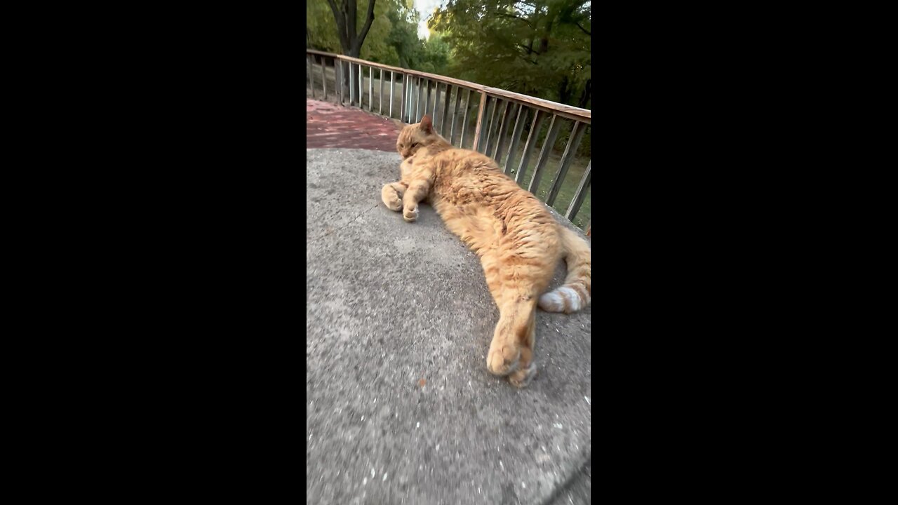 Cat in nature.