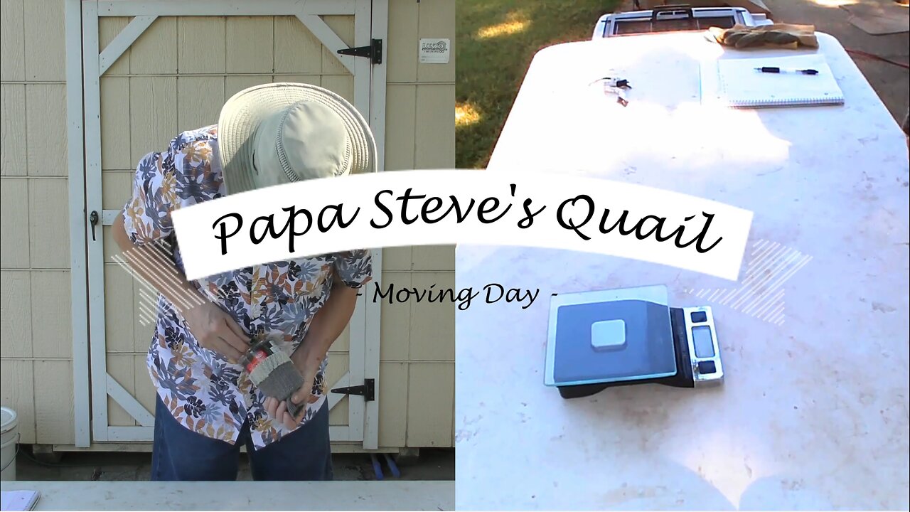 Young Quail Weighed and Tagged