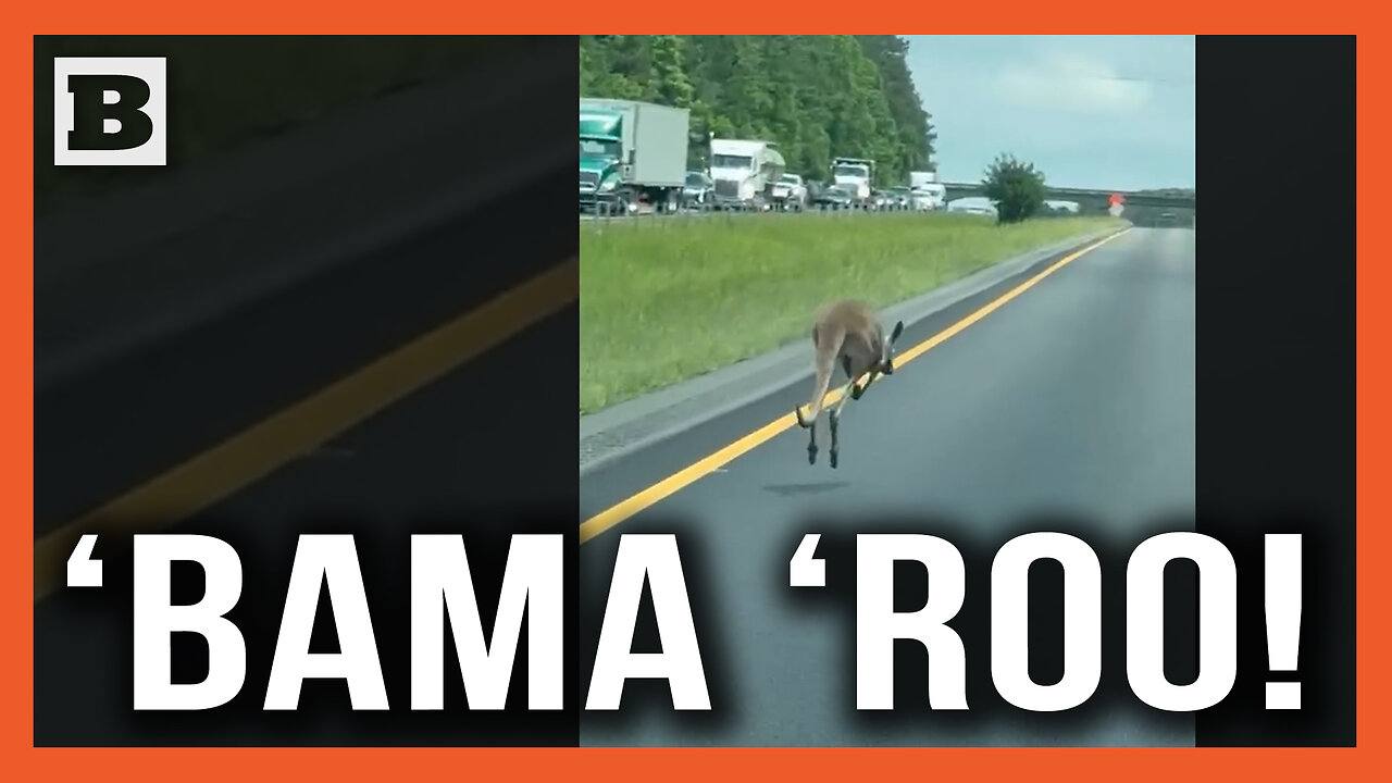 Alabama 'Roo! Loose Kangaroo Hops Down Side of Alabama Interstate
