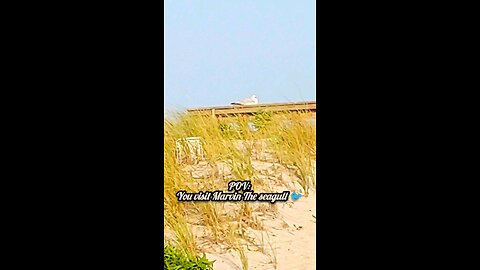 POV: You visit Marvin the seagull 🐦