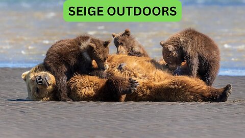 Katmai National Park Bear Feeding Live Stream!