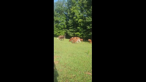 Cows and calves 2025.