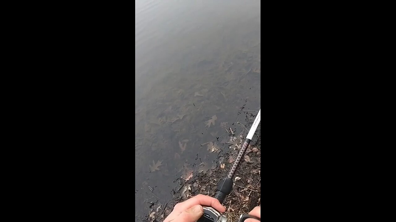 fishing the flicker shad in early march