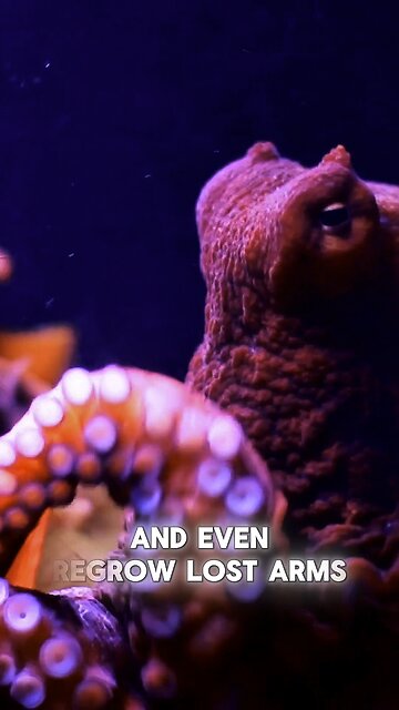 Octopus: The Genius of the Ocean 🐙🧠