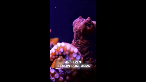 Octopus: The Genius of the Ocean 🐙🧠