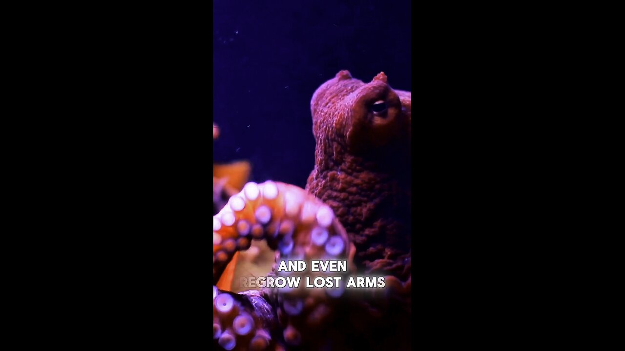 Octopus: The Genius of the Ocean 🐙🧠