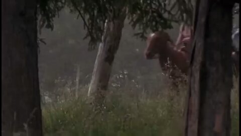 Heartland Cowgirls-Cowgirls Ride
