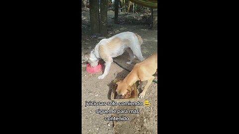 Juiciosas Solo Comiendo / Good Girls Just Eating 😂🐈‍⬛🐕‍🦺