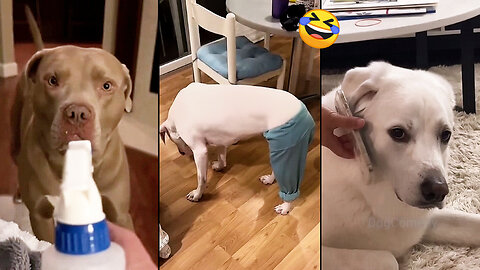 When you own a dog with an IQ 200