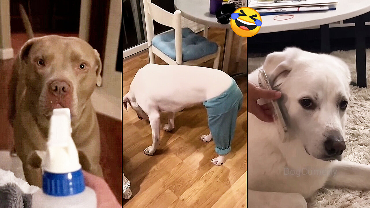 When you own a dog with an IQ 200