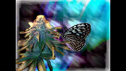 420 treat