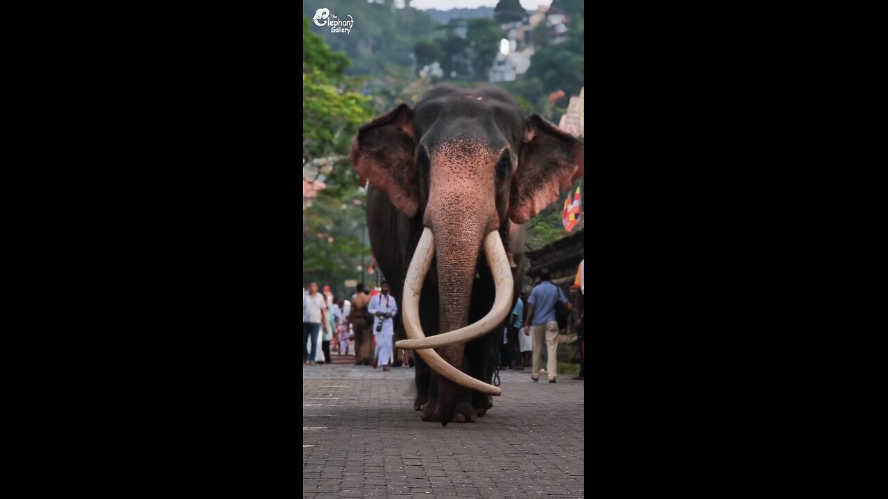 the elephant 🐘