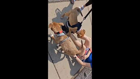 pet rescue