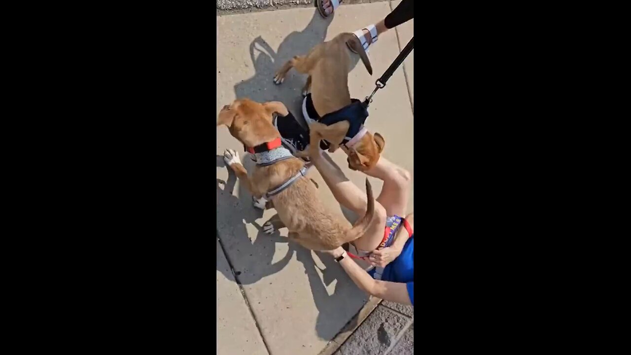 pet rescue