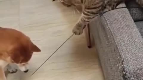 😂🐱 You'll Never Guess How This Cat Entertains His Dog Friend! | FunFM