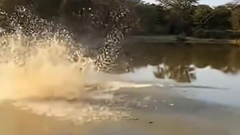 The giraffe's kick knocked the hyena unconscious