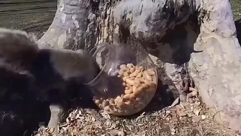 🥜🐿️ Squirrel's Peanut Adventure! | FunFM