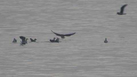 Seagulls VS Sea Lion.