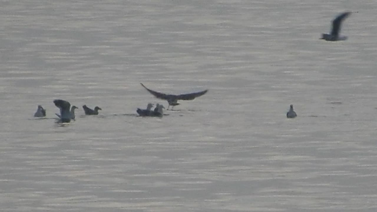 Seagulls VS Sea Lion.