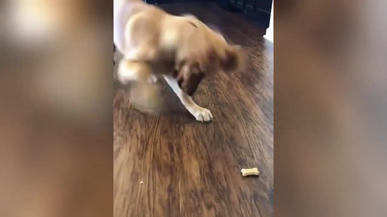 When your dog forgets how to dog