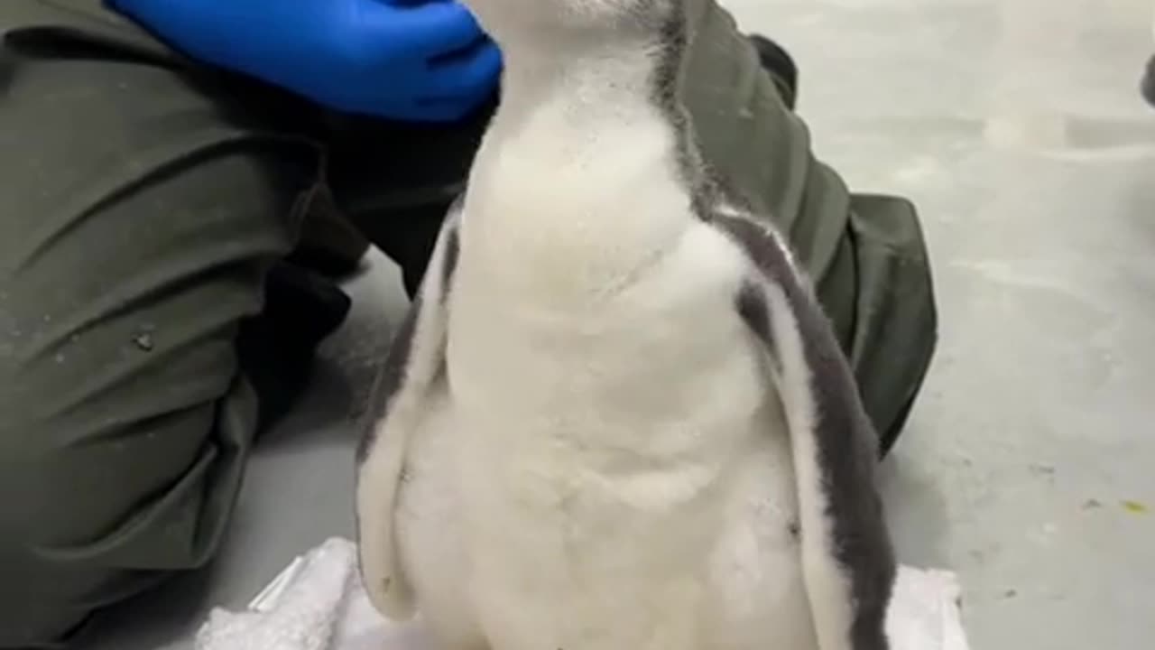 😂🐣 Fat Babby! You Won't Believe This Cutest Fail | FunFM