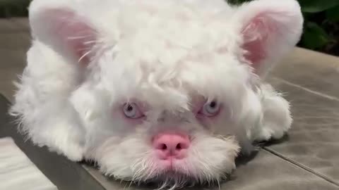 What kind of dog has a pink nose？