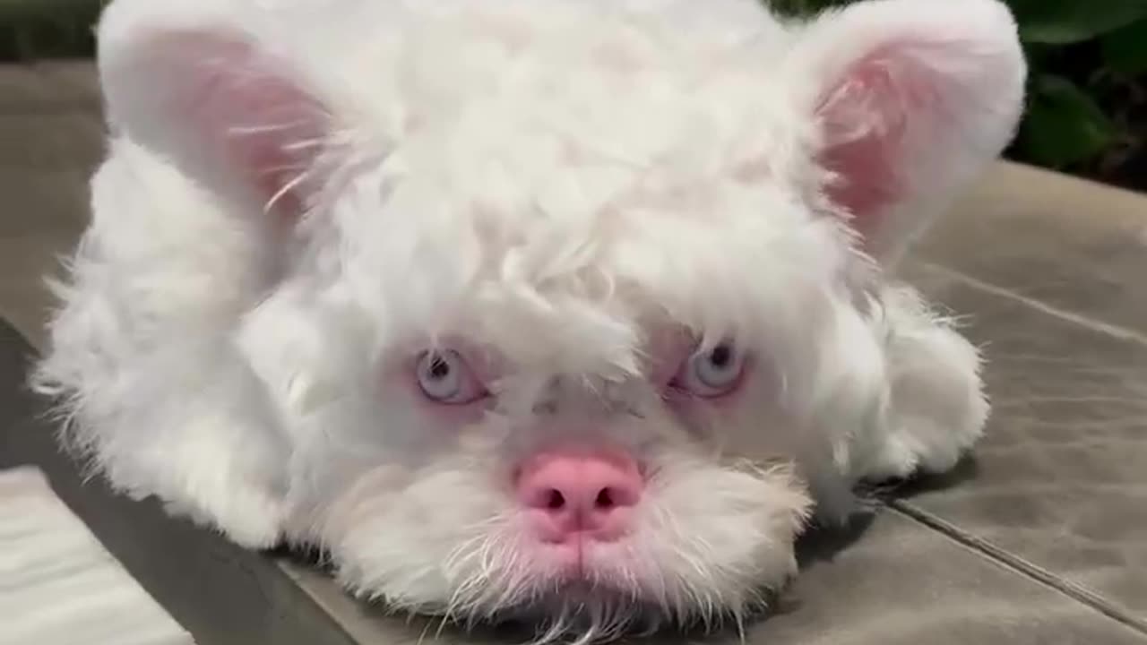 What kind of dog has a pink nose?