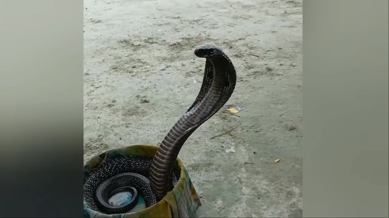 King cobra Snake dance
