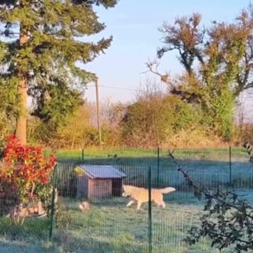 Things I wasn't expecting to see today, a dog & a rabbit playing together